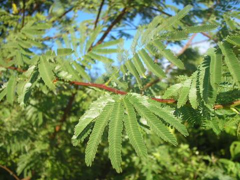 Mimosa Hostilis tenuiflora