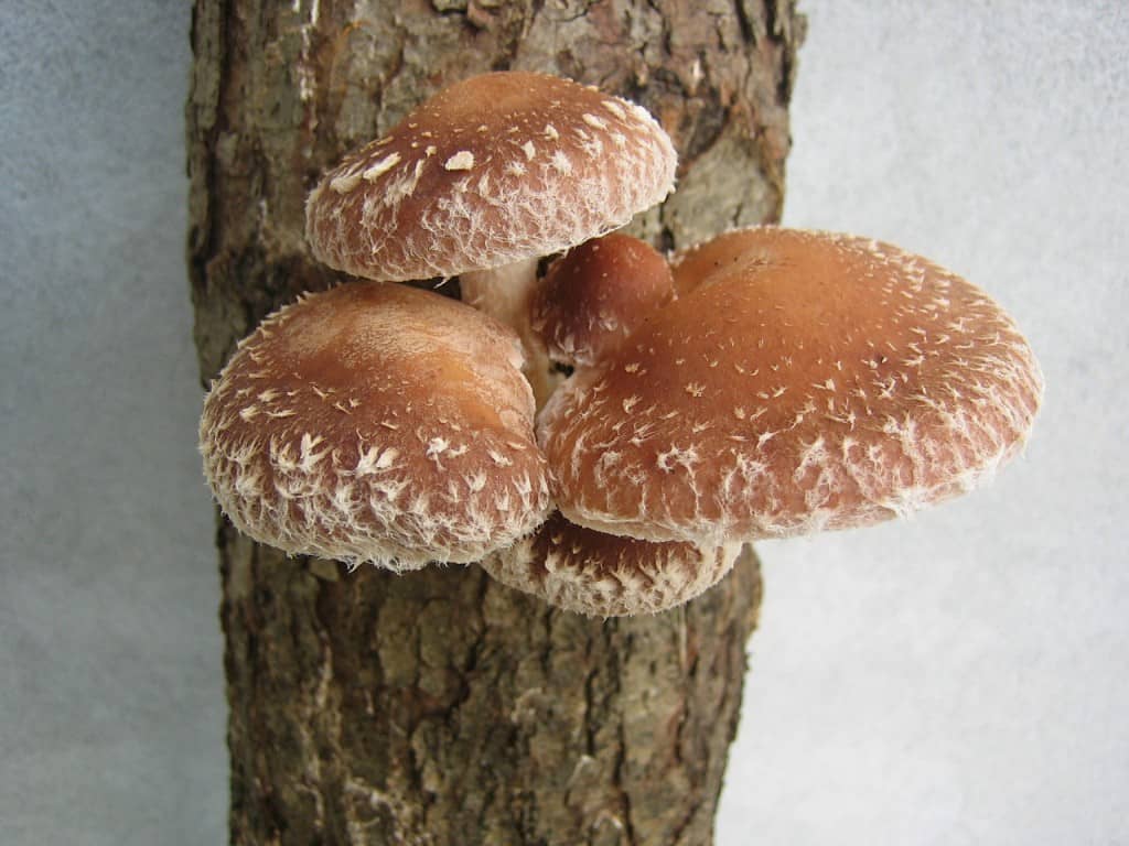 shiitake