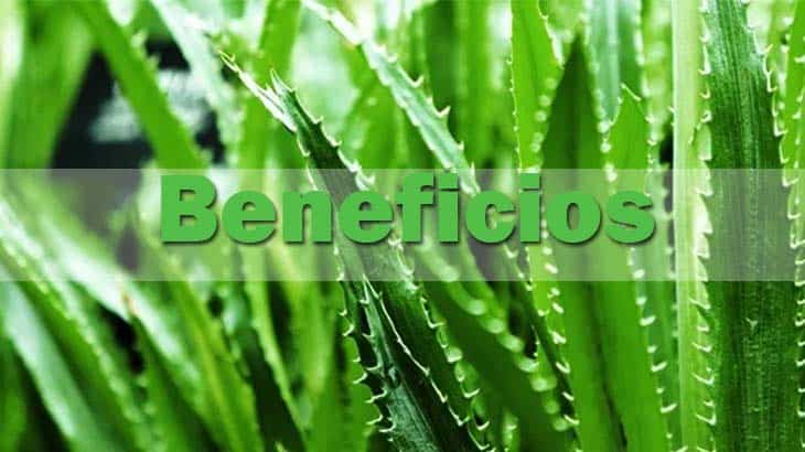 beneficios del aloe vera