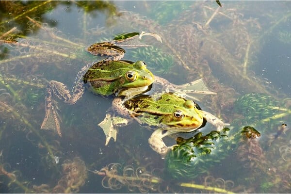 dos ranas apareandose en un estanque