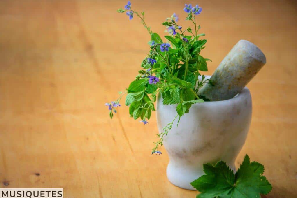 medicinal plants