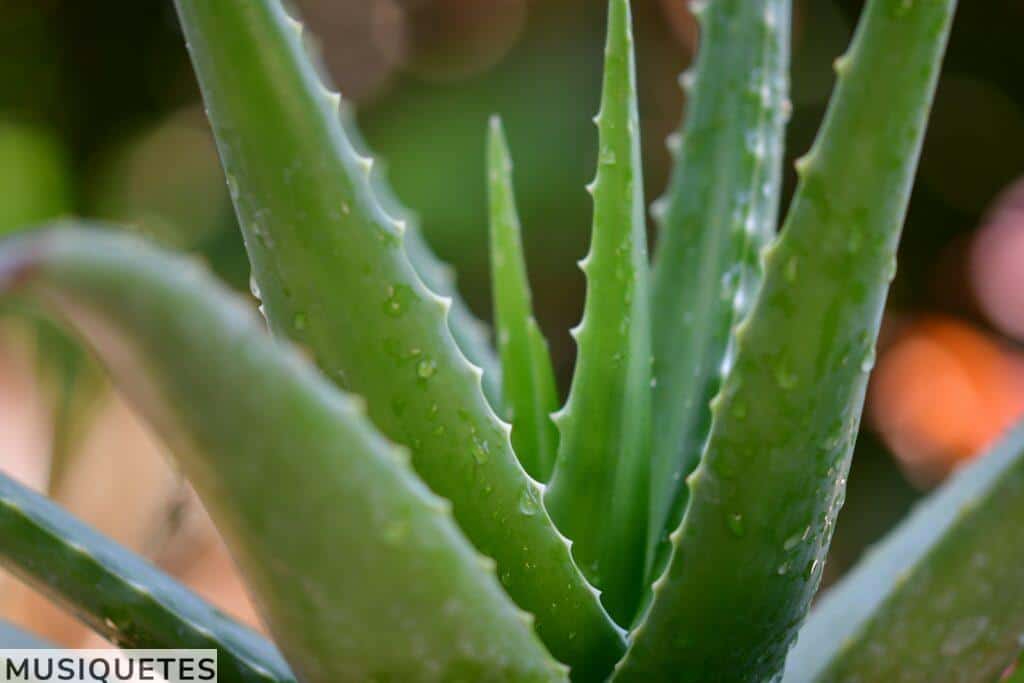 medicinal plants